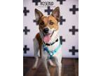Adopt Rosebud a Australian Cattle Dog / Blue Heeler