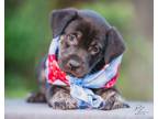 Adopt Hula a Black Labrador Retriever, Mixed Breed
