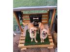 Adopt Halo a Pug, Terrier