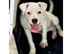 Adopt clementine a Boxer
