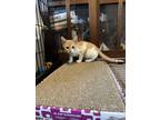 Adopt Alexandria's Junie a Domestic Short Hair