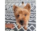 Adopt Red a Yorkshire Terrier