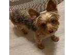 Adopt USA a Yorkshire Terrier