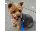 Adopt Bronze a Yorkshire Terrier