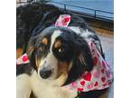 Adopt Oakley a Australian Shepherd