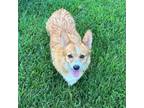 Adopt Batten a Corgi