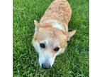 Adopt Scruggs a Corgi
