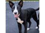 Adopt Dance a Border Collie, Mixed Breed