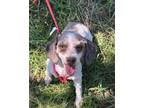Adopt Cookie a Poodle