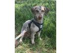 Adopt Taffy a Poodle