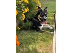 Adopt Allie a Husky, Pit Bull Terrier