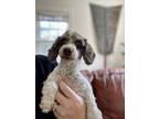 Adopt Brownie a Poodle