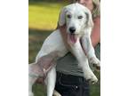 Adopt Piper a Labrador Retriever