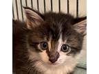 Adopt Papyrus a Domestic Long Hair