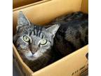 Adopt Maggie a Domestic Short Hair