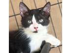 Adopt Abby a Domestic Medium Hair