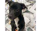 Adopt Save a Pit Bull Terrier