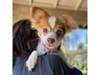 Adopt Sierra a Papillon, Pomeranian