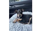 Adopt Meadow (Holly's Litter) a Dachshund