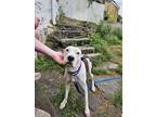 Adopt Darla a Pit Bull Terrier, Labrador Retriever