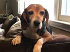 Adopt Violet a Beagle