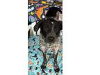 Adopt Gloria (Grimes County) a Australian Cattle Dog / Blue Heeler
