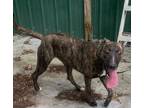 Adopt Wanda the Wonderful a Mountain Cur, Labrador Retriever
