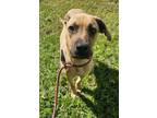 Adopt Sarah the Sweetheart a Black Mouth Cur, Labrador Retriever