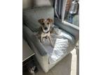 Adopt Harper (Grimes County) a Australian Cattle Dog / Blue Heeler