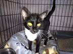 Adopt Darwin a Domestic Short Hair