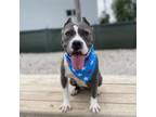 Adopt Mildred (mom) a American Staffordshire Terrier, Mixed Breed