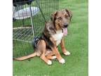 Adopt Skye a Australian Shepherd, Mixed Breed