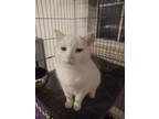Adopt Daisy a Domestic Short Hair