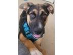 Adopt Hanabi a German Shepherd Dog