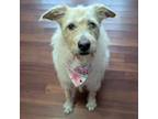 Adopt Lexi a Wire Fox Terrier, Wirehaired Terrier