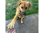 Adopt Louise a Mixed Breed