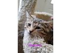 Adopt Elizabeth M. a Domestic Short Hair