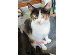 Adopt Lorelei Clinton Kitten (Mint Green) M. a Domestic Short Hair