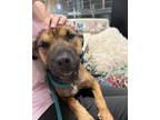 Adopt Princess a Terrier