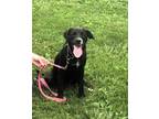 Adopt Gracie - A lower key pup a Labrador Retriever, Border Collie
