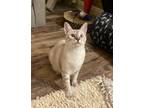 Adopt Anneliese 4232 a Siamese
