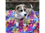 Adopt Casio a Mixed Breed