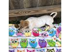 Adopt Cartier a Mixed Breed