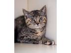 Adopt Lavender a Domestic Short Hair