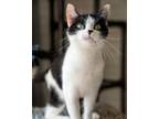 Adopt Dosha a Domestic Short Hair