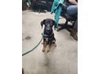 Adopt Chips a Hound, Mixed Breed