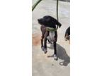 Adopt Salsa a Hound, Mixed Breed