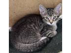 Adopt Mittens a Domestic Short Hair