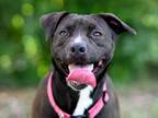 Adopt RUE a Labrador Retriever