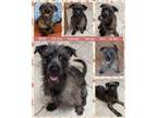 Adopt RANI a Schnauzer, Terrier